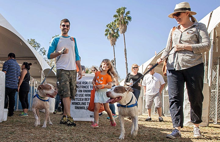 Mia and Bailey Bear the pit bull terriers going for a walk at the NKLA Super Adoption event