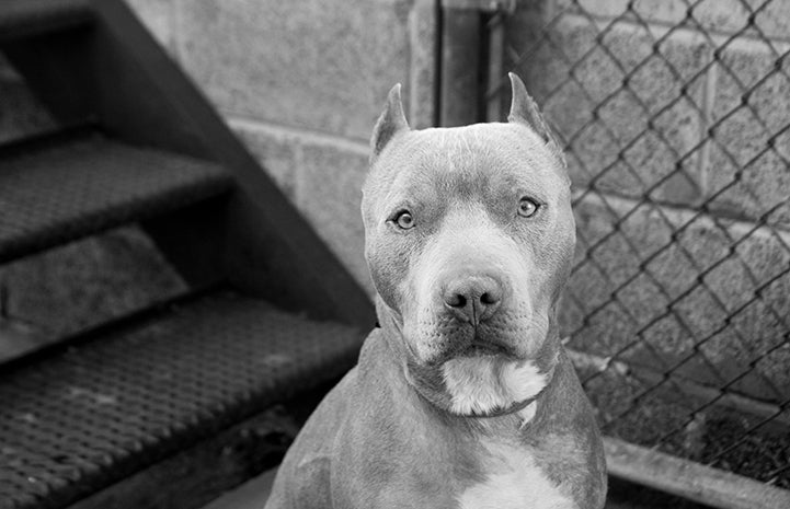 Pit bull terrier with NKUT coalition
