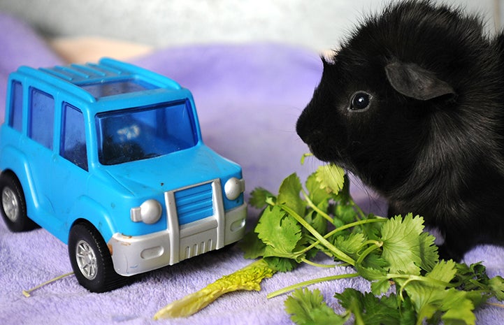 Guinea pig eating cilantro by a toy car
