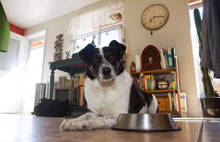 Dog next to an empty food bowl with a clock behind him