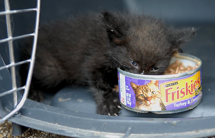 Little black kitten eating directly from a can of cat food