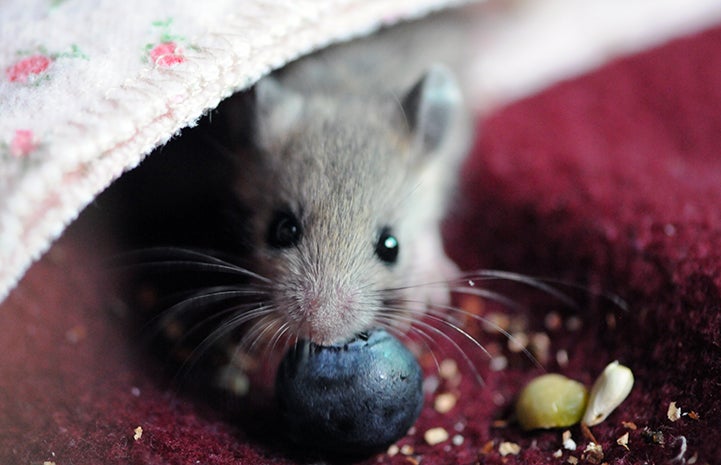 Mouse eating a blueberry
