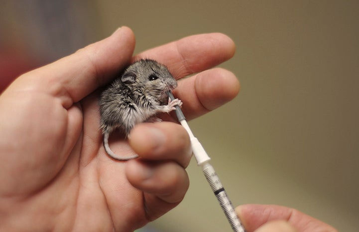 Baby mouse getting fed through a syringe