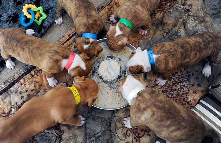 Litter of puppies eating from a big round bowl