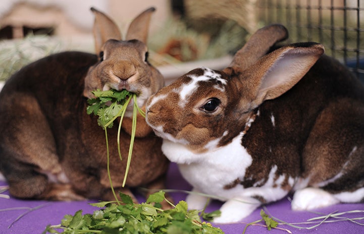 Pair of rabbits eating some cilantro