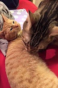Pooh Bear the kitten with a neurological disorder now has a big brother, another cat