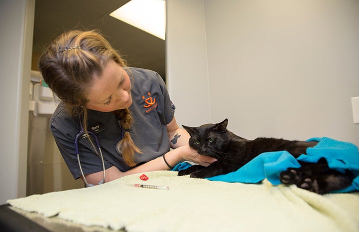 Black cat at the Best Friends Spay/Neuter Clinic in Ogden, Utah