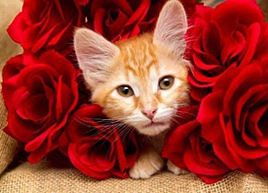 Orange tabby kitten in red roses
