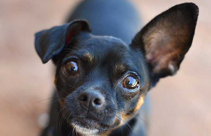 Black and tan Chihuahua mix dog