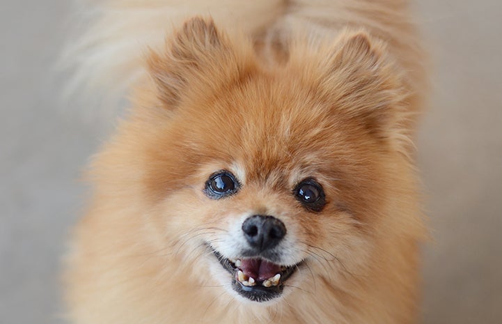 Cubbie the pomeranian