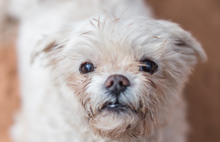 White terrier type dog