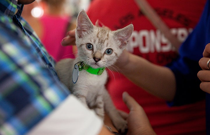 A kitten being held at the NKLA Super Adoption