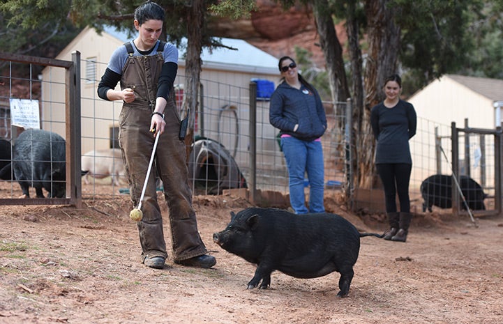 Teaching pigs a trick like targeting has many benefits