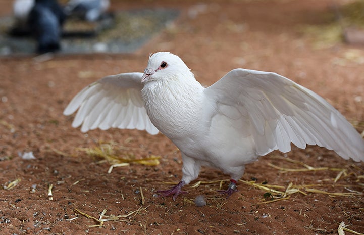 Shannon the pigeon with his wings spread