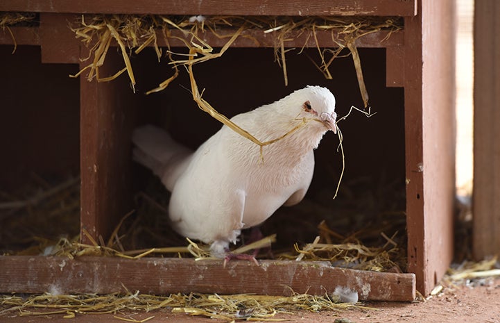 Shannon the pigeon showing his nest-building skills