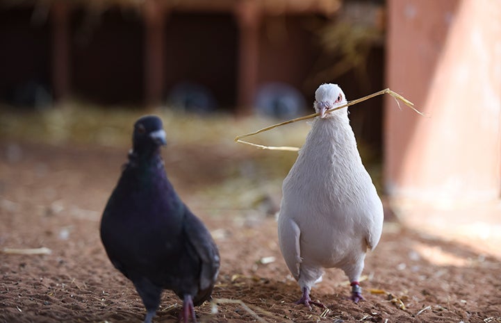 Shannon the pigeon showing another pigeon a piece of hay