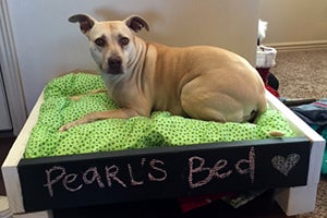 Pearl the pit bull terrier who has the babesia blood parasite in her very own bed