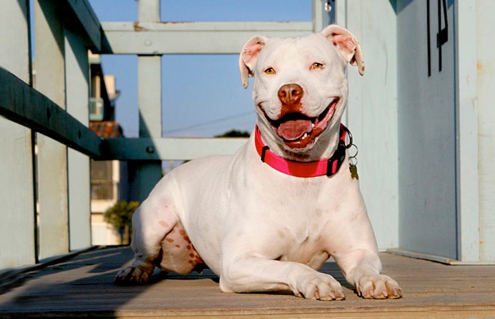 Kayla the smiling white pit bull terrier