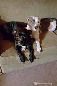 Sammy's Hope helped Buttercup the pit bull terrier mix