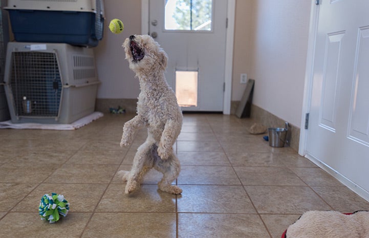 Addison the poodle experiencing the pure joy of playing ball