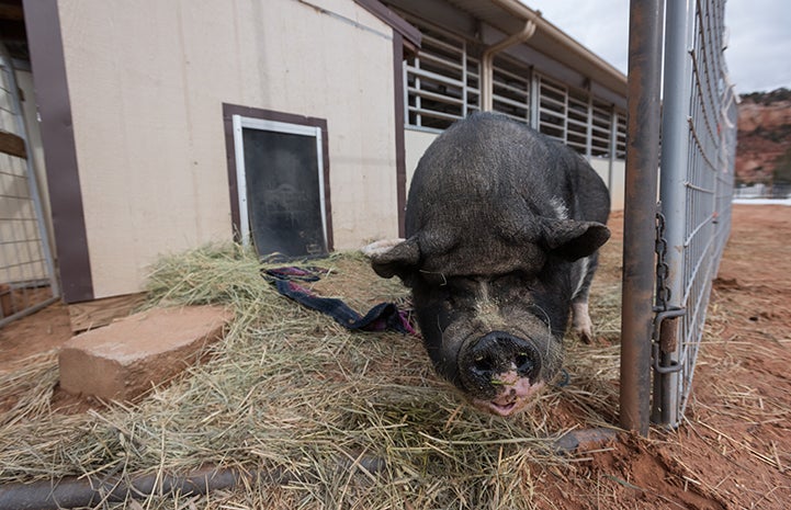 Teddy the potbellied pig ventures outside