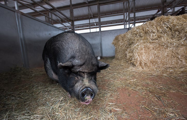 Teddy the potbellied pig wasn’t into snuggling with anyone, so got his own winter housing