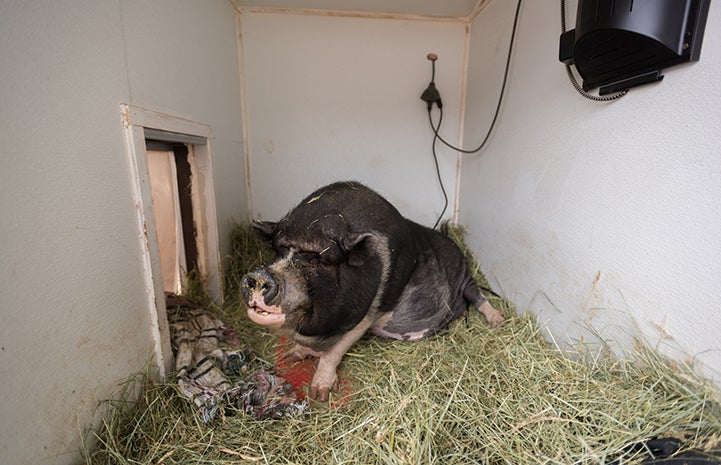 Teddy the potbellied pig enjoys special five-star winter accommodations in his “Ted bungalow"