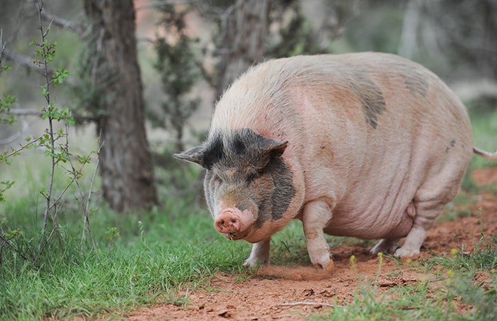 Molly the potbellied pig, who was heartbroken and depressed