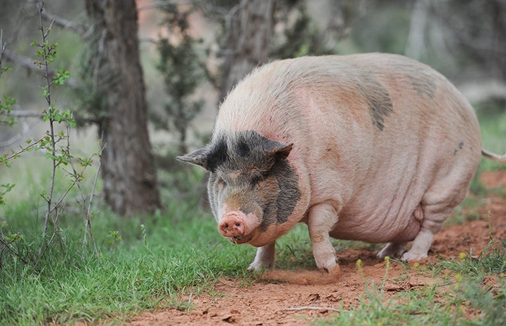 Overweight pot belly store pig