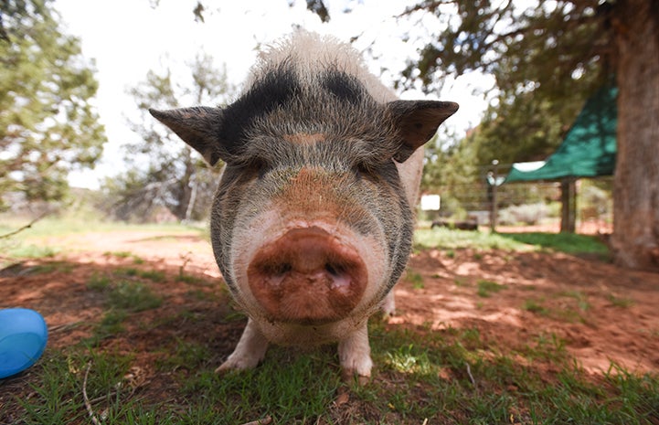 Molly the potbellied pig, looking directly at the camera, is feeling a lot better