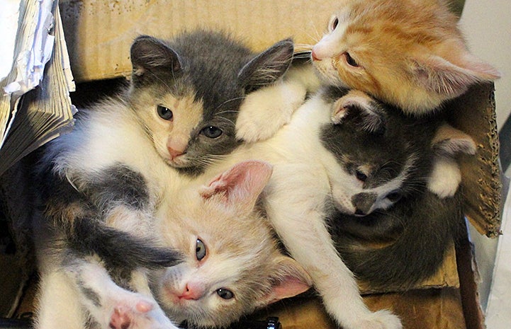 Kittens helped thanks to the  Women Inmate Social Kitty Retreat (WISKR) program