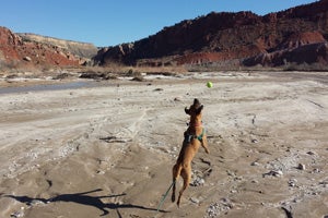 Puma the pit bull terrier mix's fun with a tennis ball at the Paria River