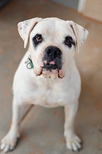 Boxer dog rescued from puppy mill