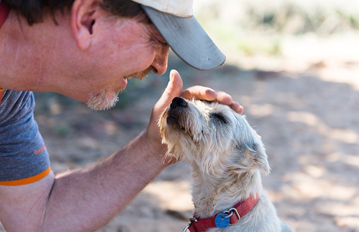 Caregiver Tom petting Gerta, the miniature schnauzer mix