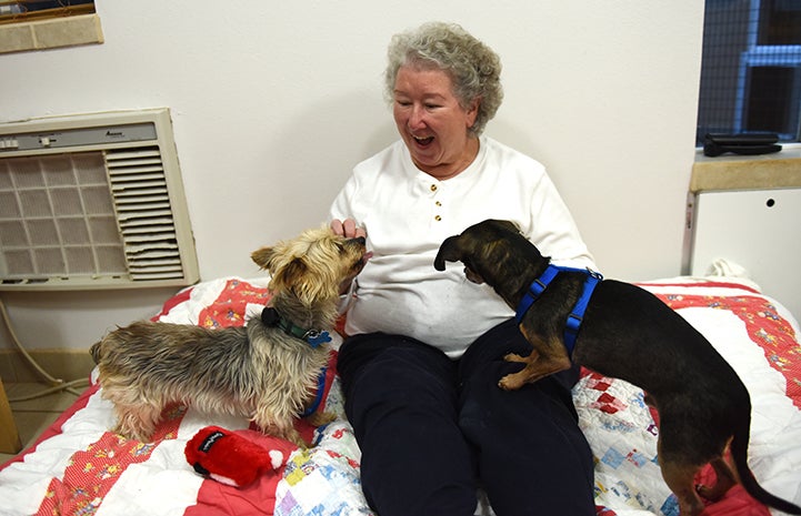 Yorkshire terrier Samantha who was rescued from a puppy mill is getting more and more comfortable with Cathy Calure