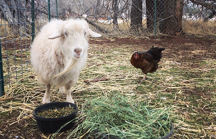Dolly the pygmy Angora goat with a resident chicken