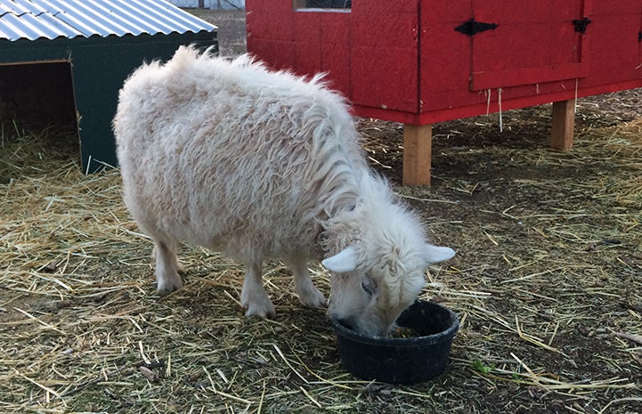 Despite being a picky eater, Dolly the pygmy Angora goat is eating like a champ at her new home