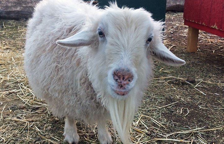 Dolly the pygmy Angora goat at her new home