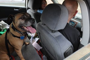 Ray the Vicktory dog on his adoption day