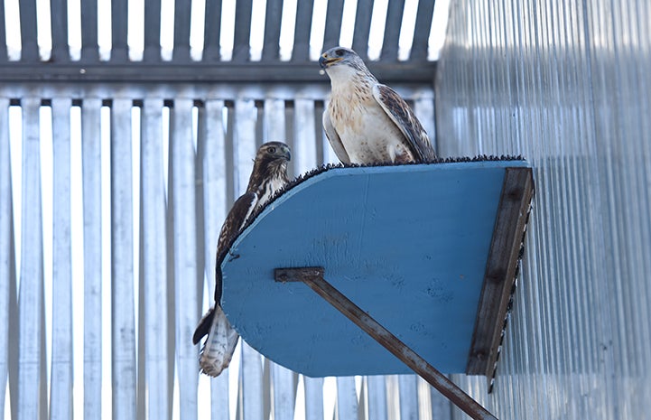 Ferruginous and red-tailed hawks undergoing rehabilitation at Wild Friends