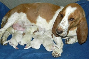 Rescued mother dog and puppies from Utah Friends of Basset Hounds
