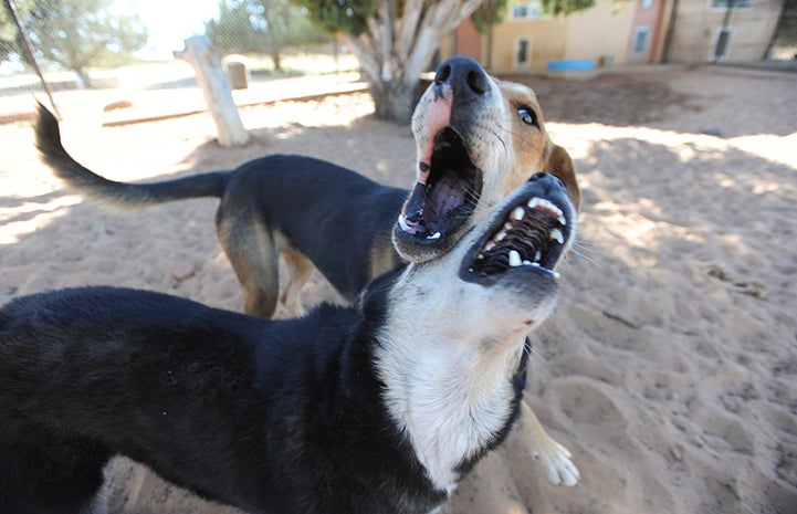 Animal pictures of summer fun: two dogs howling together
