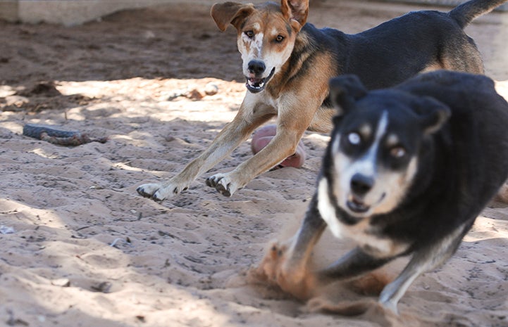Animal pictures of summer fun: dogs playing tag