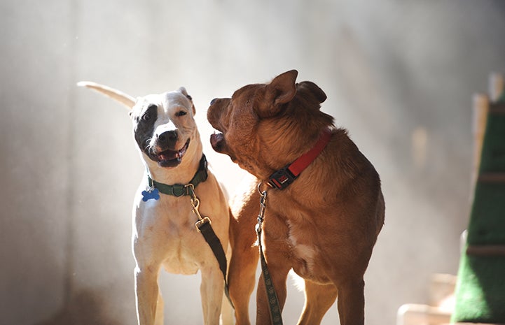 Animal pictures of summer fun: dogs chasing each other