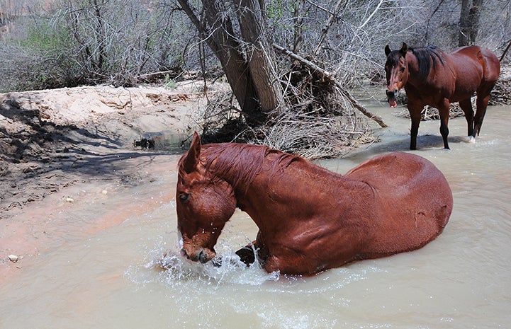 Animal pictures of summer fun: horses playing in creek