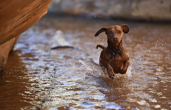 Animal pictures of summer fun: Dachshund running in a creek