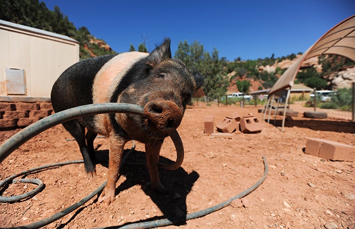 Animal pictures of summer fun: pig holding a hose