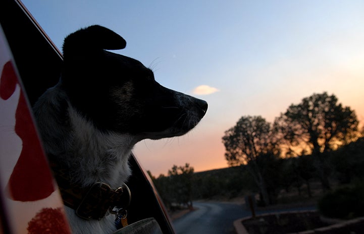 Animal pictures of summer fun: dog riding a car with the sun setting