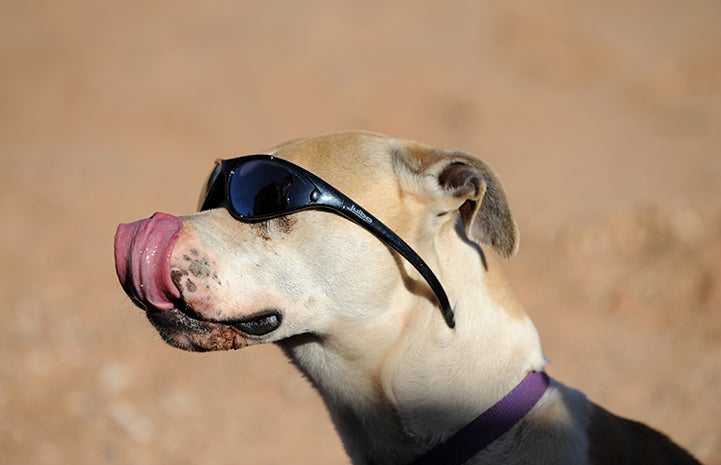 Animal pictures of summer fun: pit bull terrier type dog wearing sunglasses