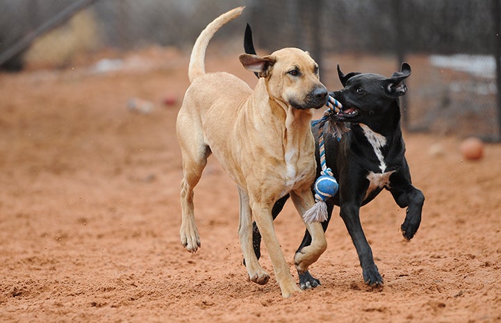 Animal pictures of summer fun: two dogs sharing a toy